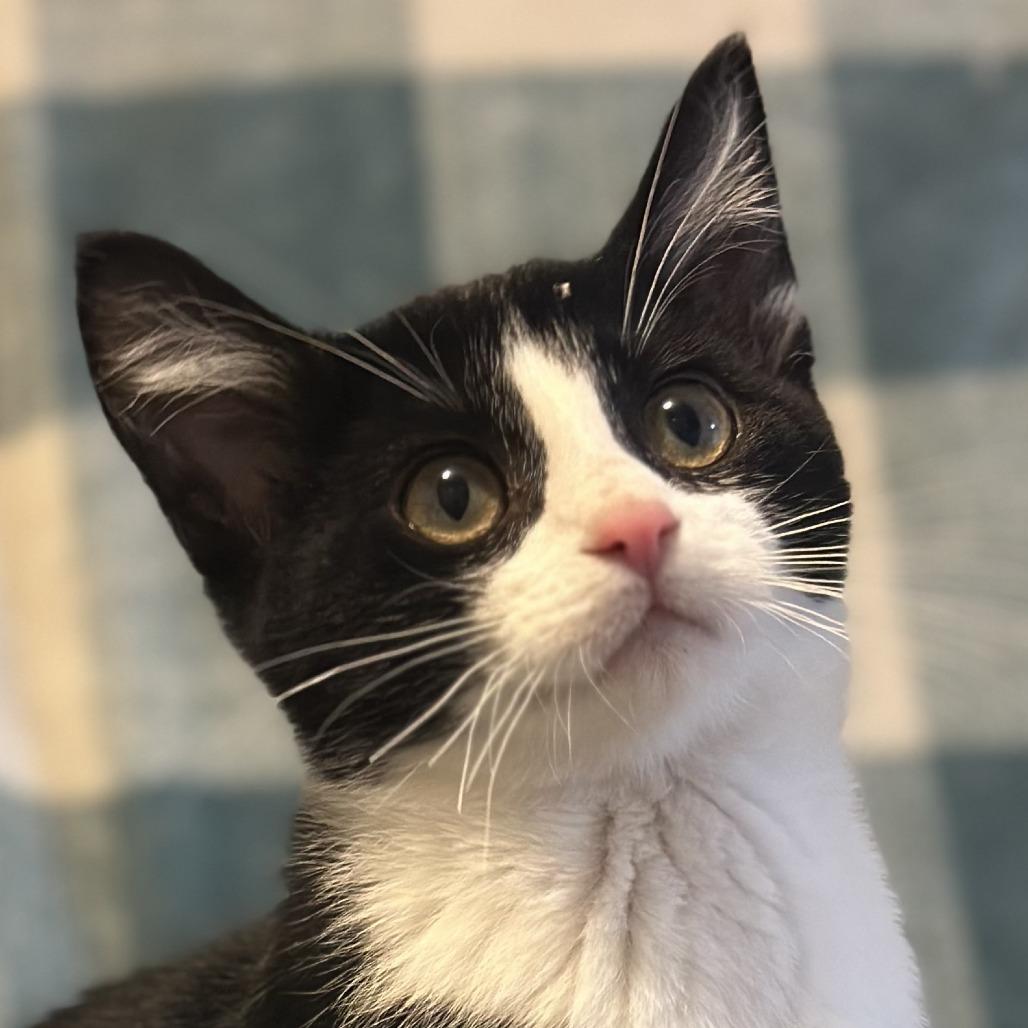 Enlarge Jackson, a Adoptable Domestic Short Hair in Shakopee, MN image 1/6