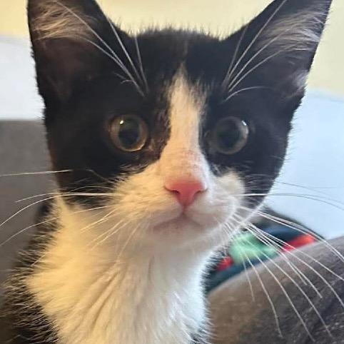 Enlarge Jackson, a Adoptable Domestic Short Hair in Shakopee, MN image 4/6