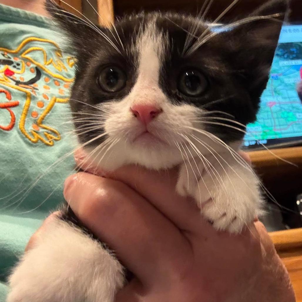 Enlarge Jackson, a Adoptable Domestic Short Hair in Shakopee, MN image 5/6