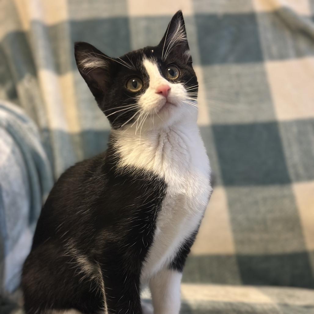 Enlarge Jackson, a Adoptable Domestic Short Hair in Shakopee, MN image 6/6