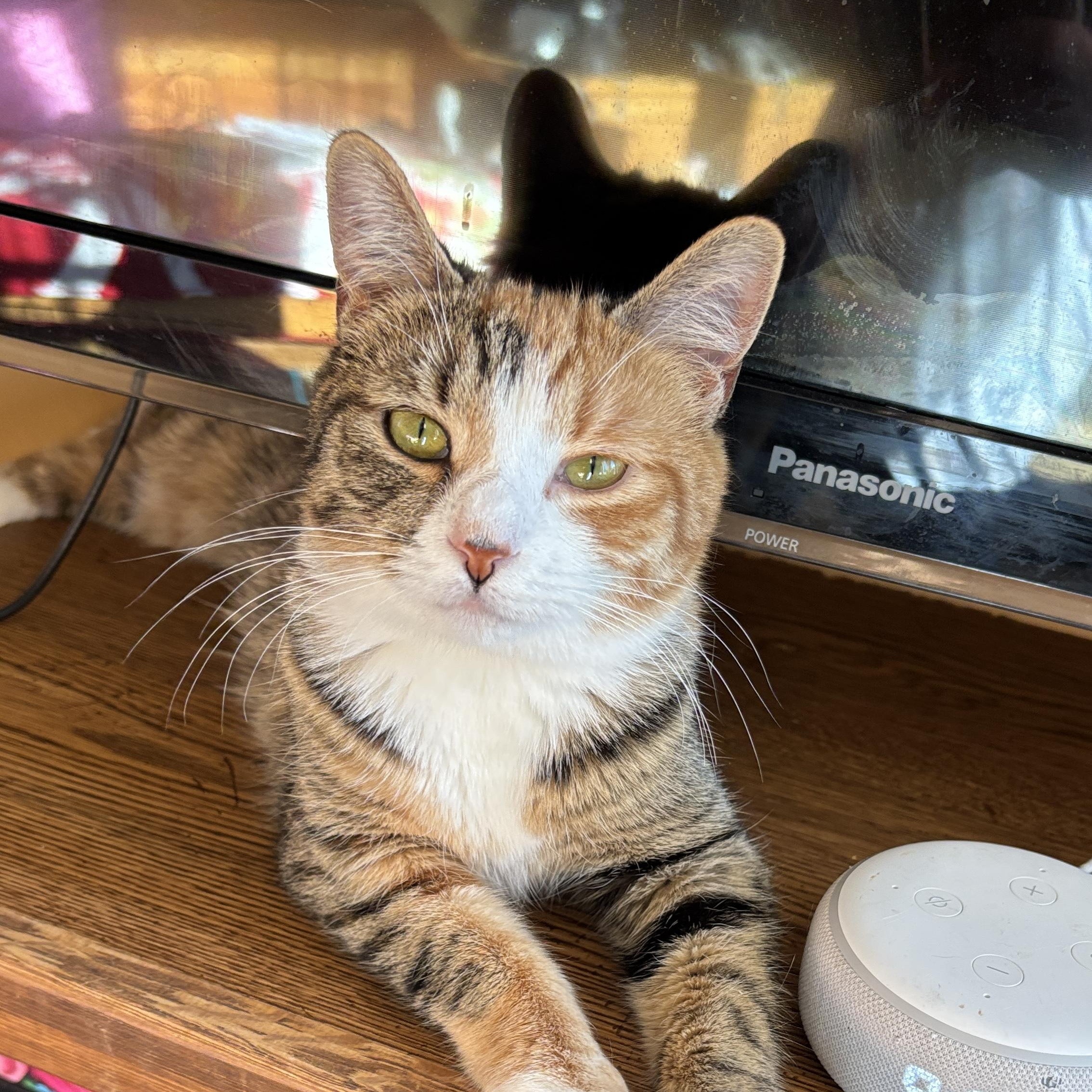 Enlarge Vivian , a ADOPTABLE Tortoiseshell in Melrose, MA image 1/4