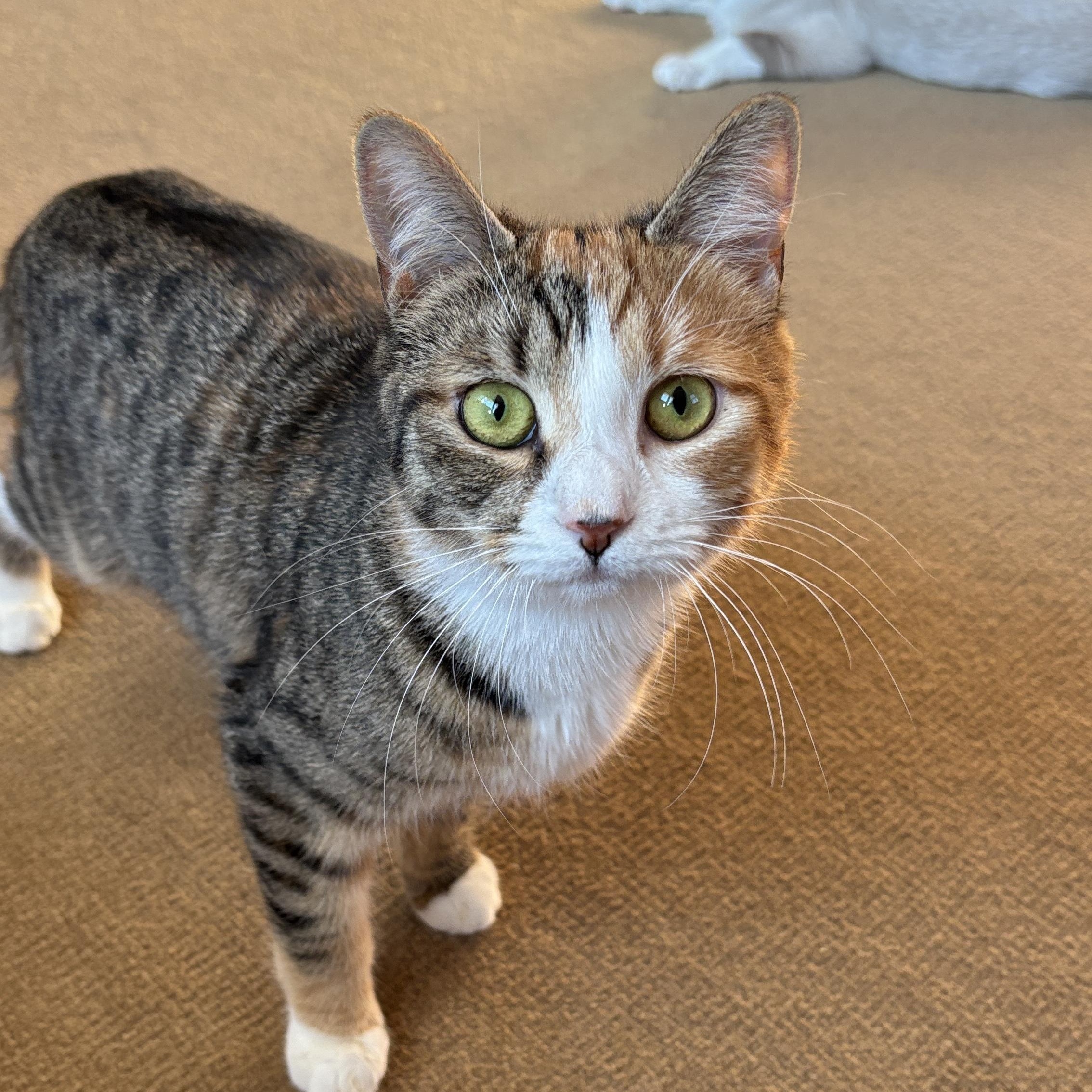 Enlarge Vivian , a ADOPTABLE Tortoiseshell in Melrose, MA image 4/4