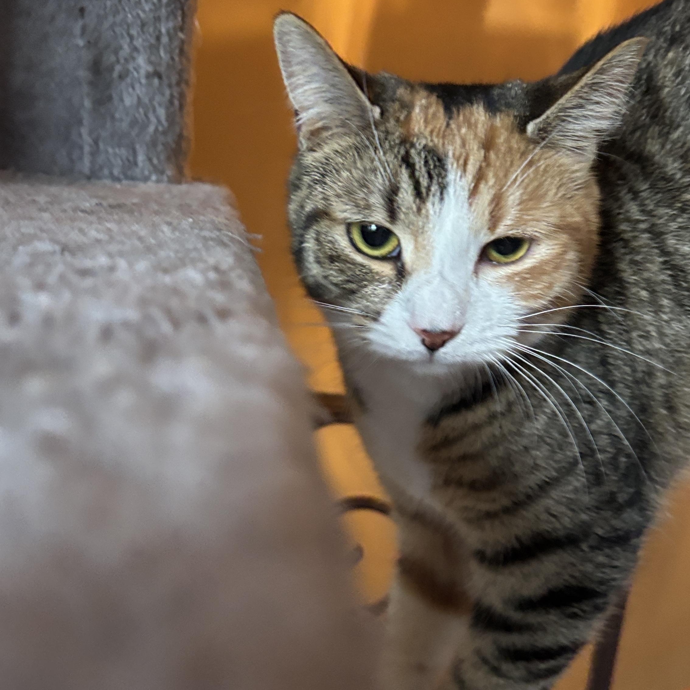 Enlarge Vivian , a ADOPTABLE Tortoiseshell in Melrose, MA image 3/4