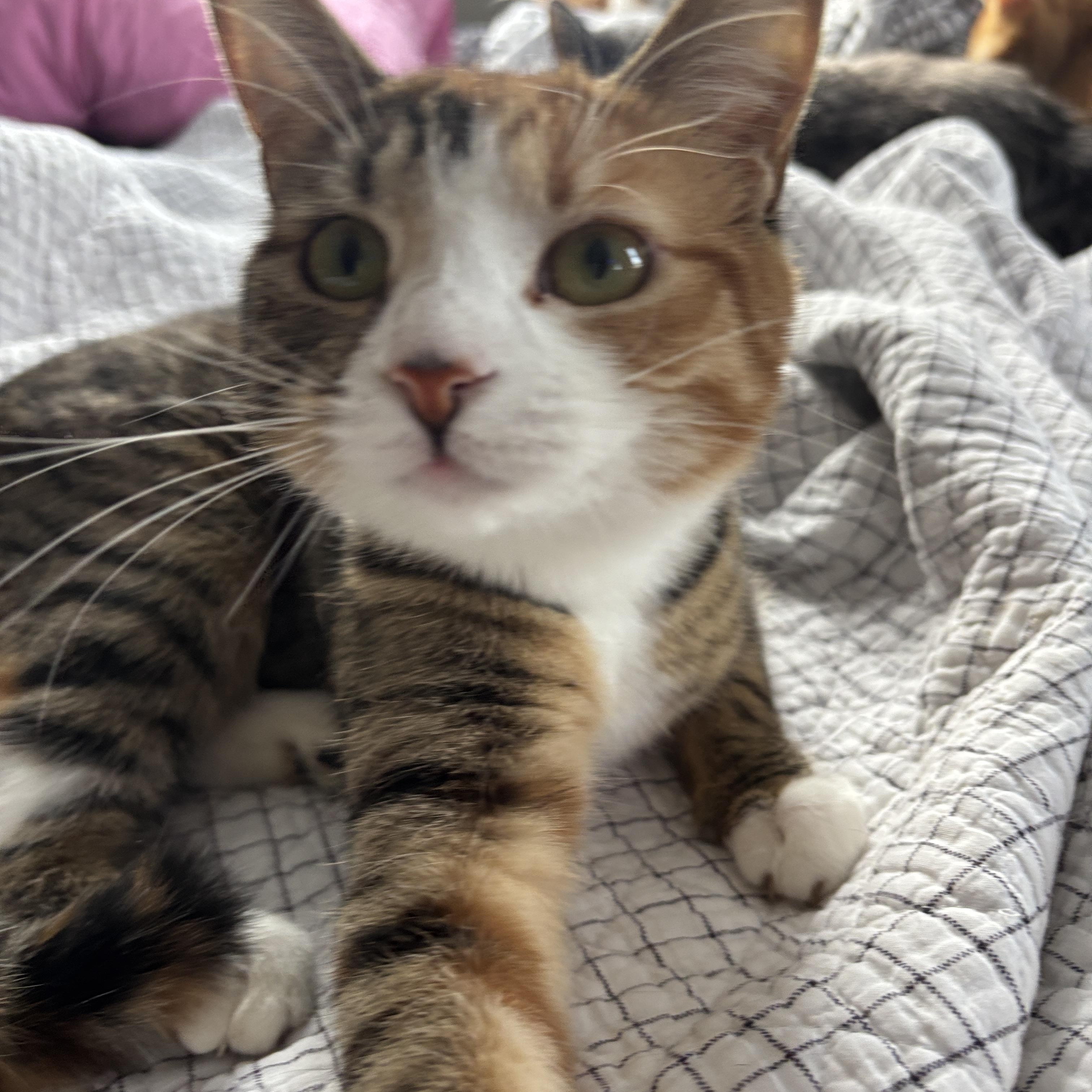 Enlarge Vivian , a ADOPTABLE Tortoiseshell in Melrose, MA image 4/4