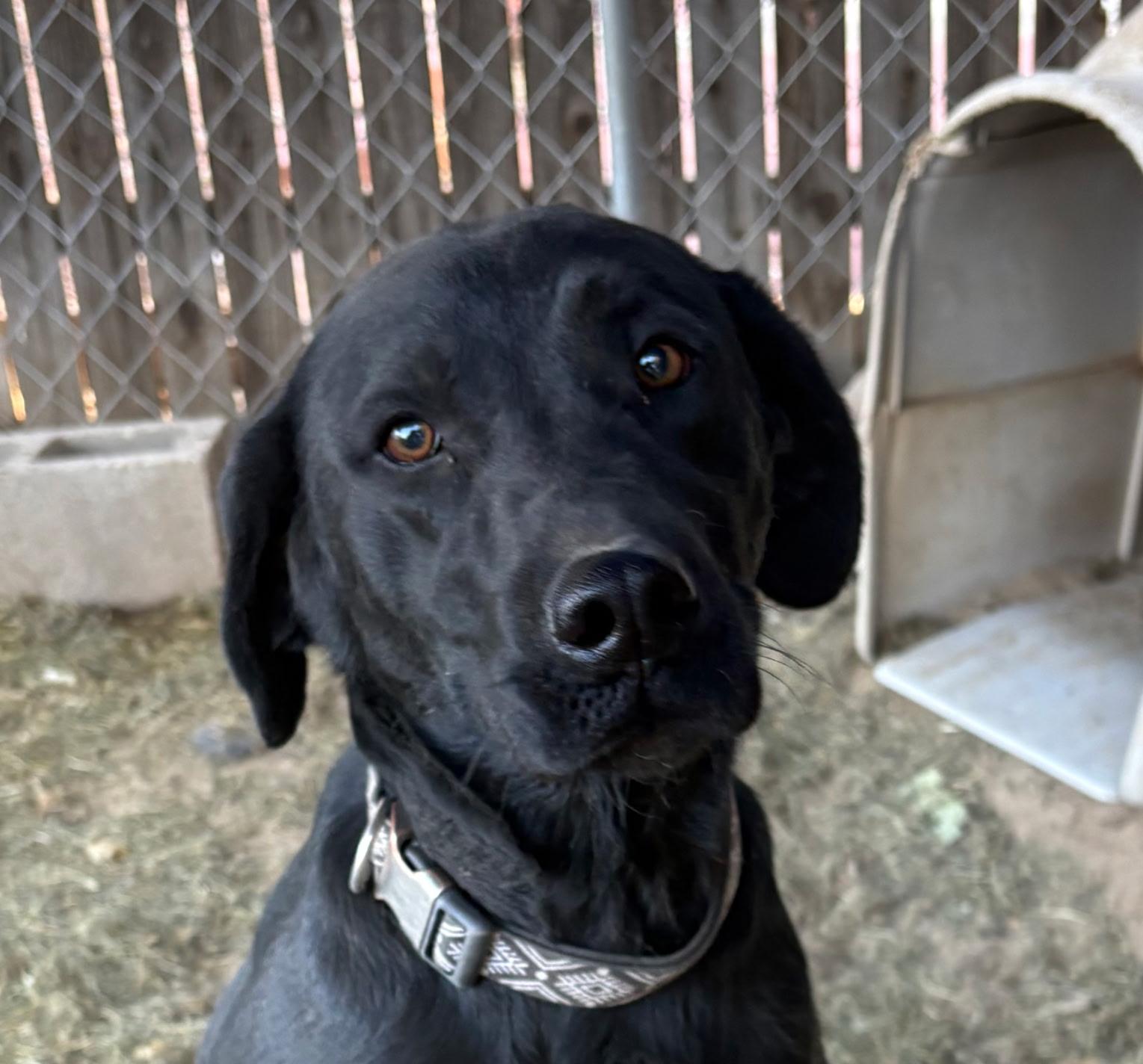 Midnight, Adopted, Adult Male Black Labrador Retriever.