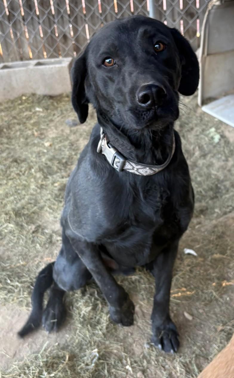 Midnight, a Adopted Black Labrador Retriever in Cortez, CO image 2/4