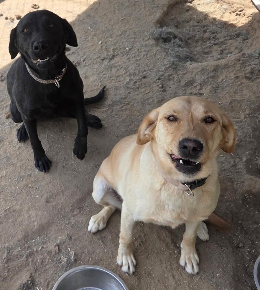 Midnight, a Adopted Black Labrador Retriever in Cortez, CO image 3/4