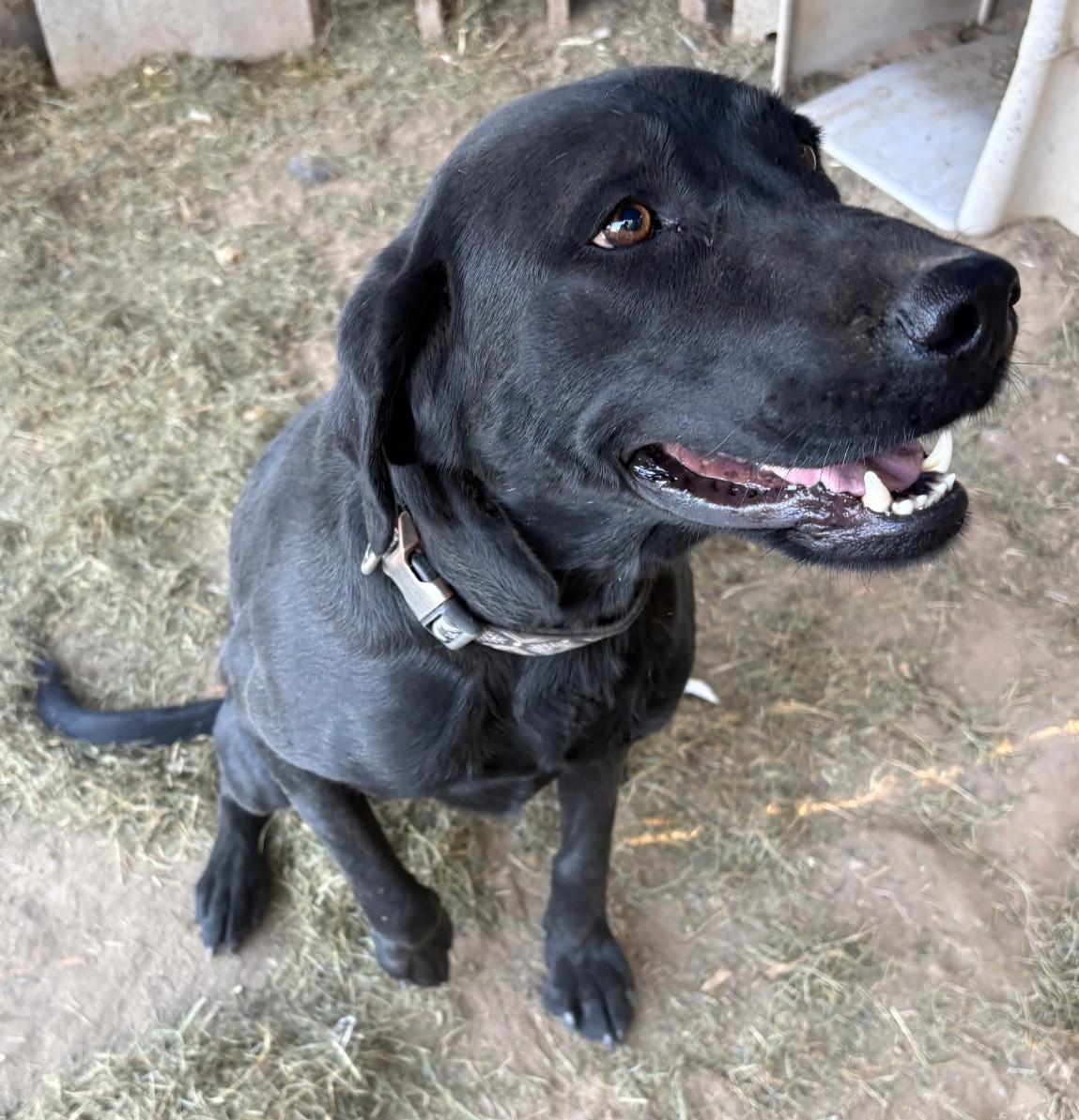 Midnight, a Adopted Black Labrador Retriever in Cortez, CO image 4/4