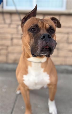 Enlarge PUMBA, a Adoptable American Bulldog in Dayton, OH image 1/1