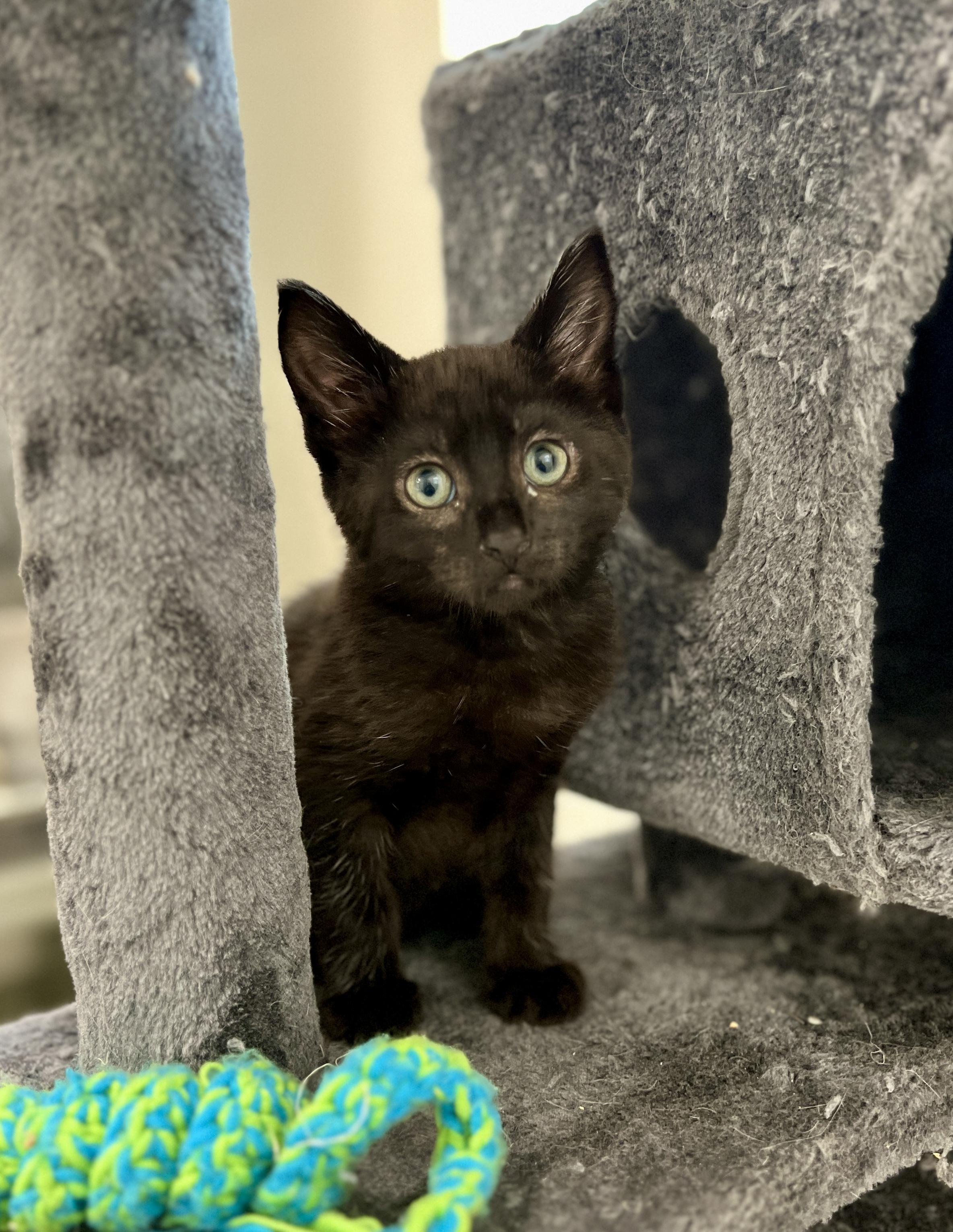 Muenster, adopted, Kitten Female Domestic Short Hair.