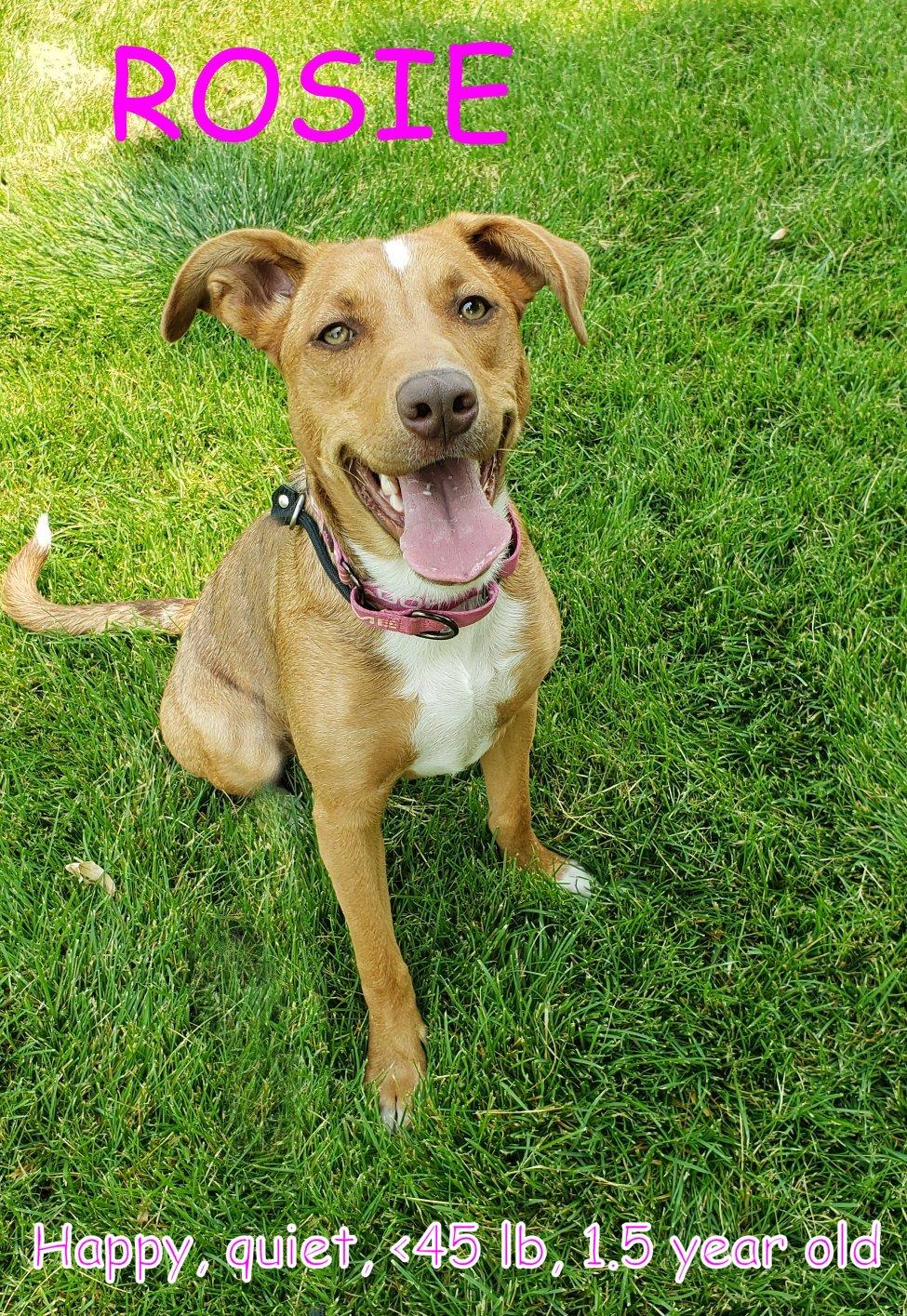 ROSIE, Adopted, Adult Female Australian Cattle Dog / Blue Heeler.