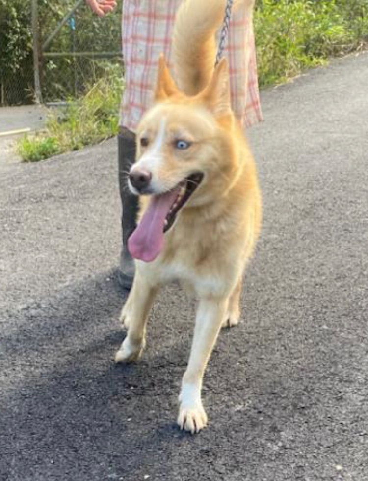 FLUFFY, Adoptable, Young Male Canaan Dog.