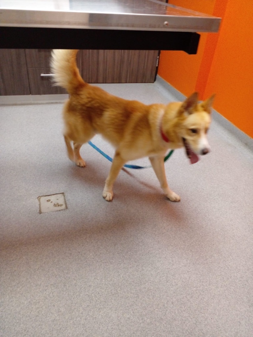 FLUFFY, a Adoptable Canaan Dog in New York, NY image 2/12