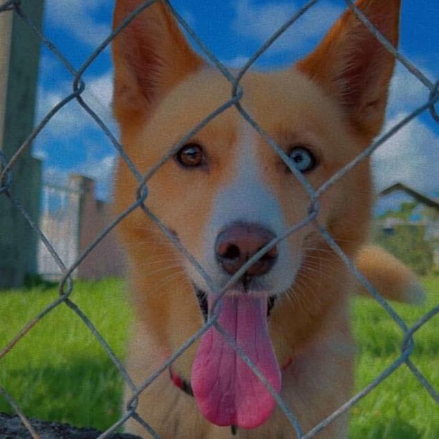 FLUFFY, a Adoptable Canaan Dog in New York, NY image 3/12