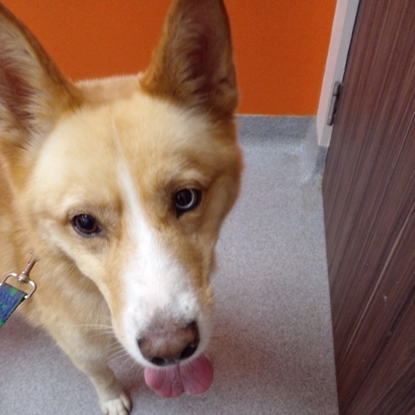 FLUFFY, a Adoptable Canaan Dog in New York, NY image 4/12