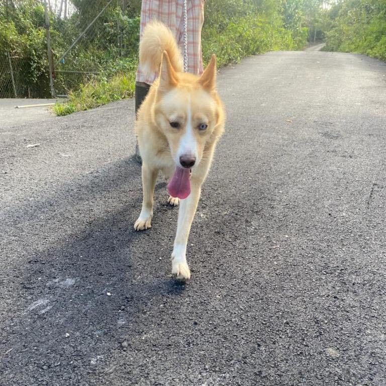 FLUFFY, a Adoptable Canaan Dog in New York, NY image 5/12