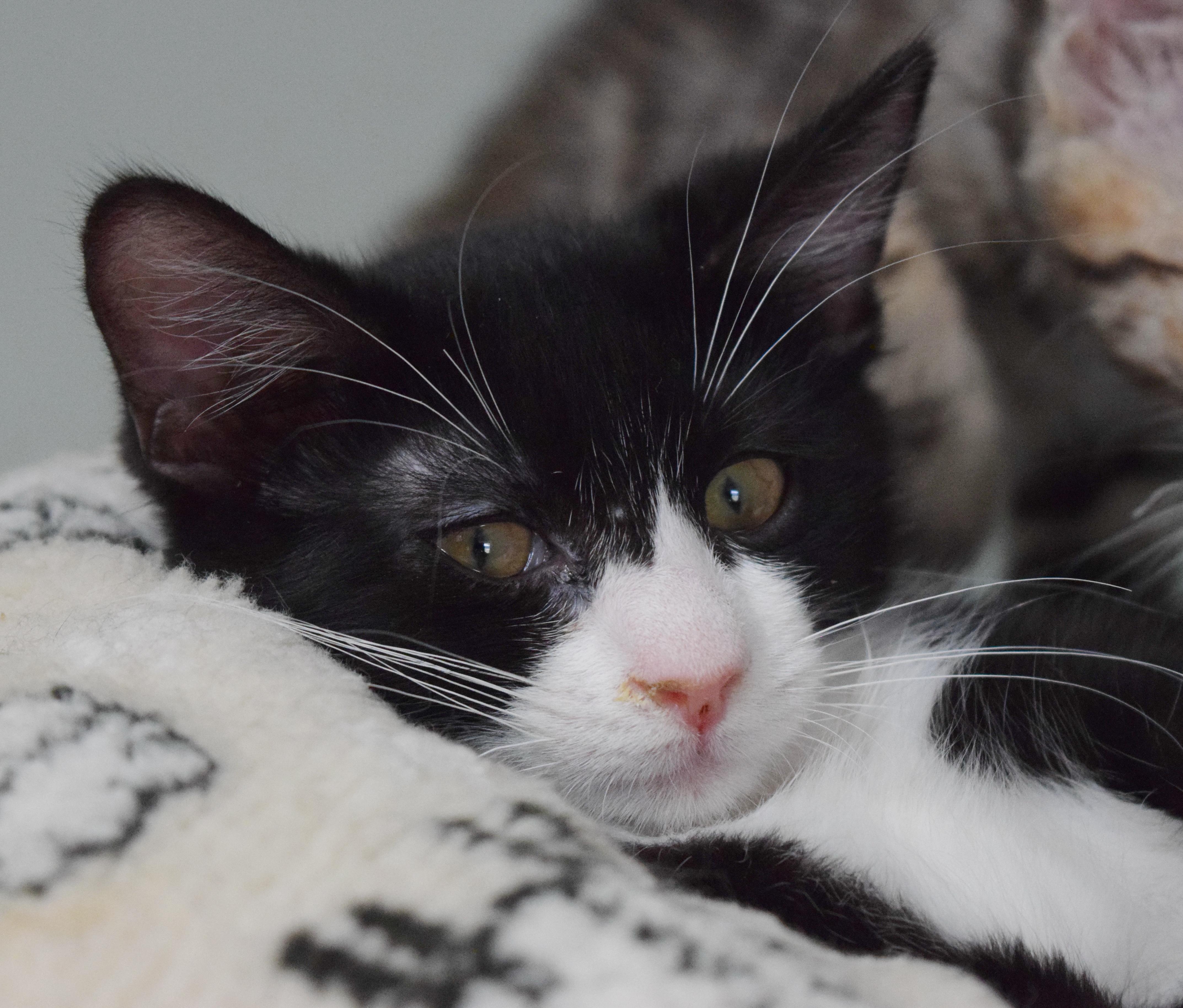 Enlarge Bon Bon, a ADOPTABLE mixed breed in Bulverde, TX image 4/6