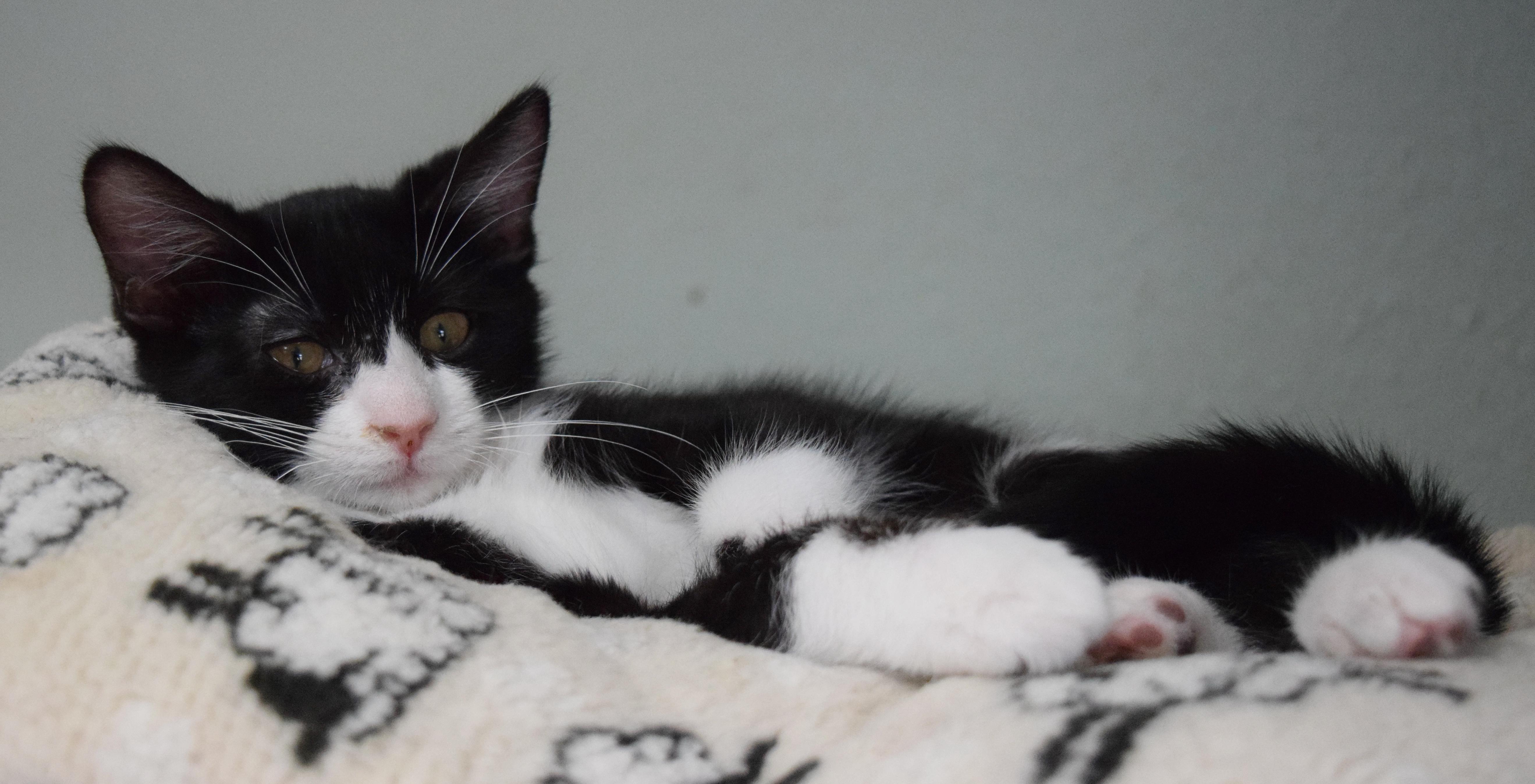 Enlarge Bon Bon, a ADOPTABLE mixed breed in Bulverde, TX image 3/6