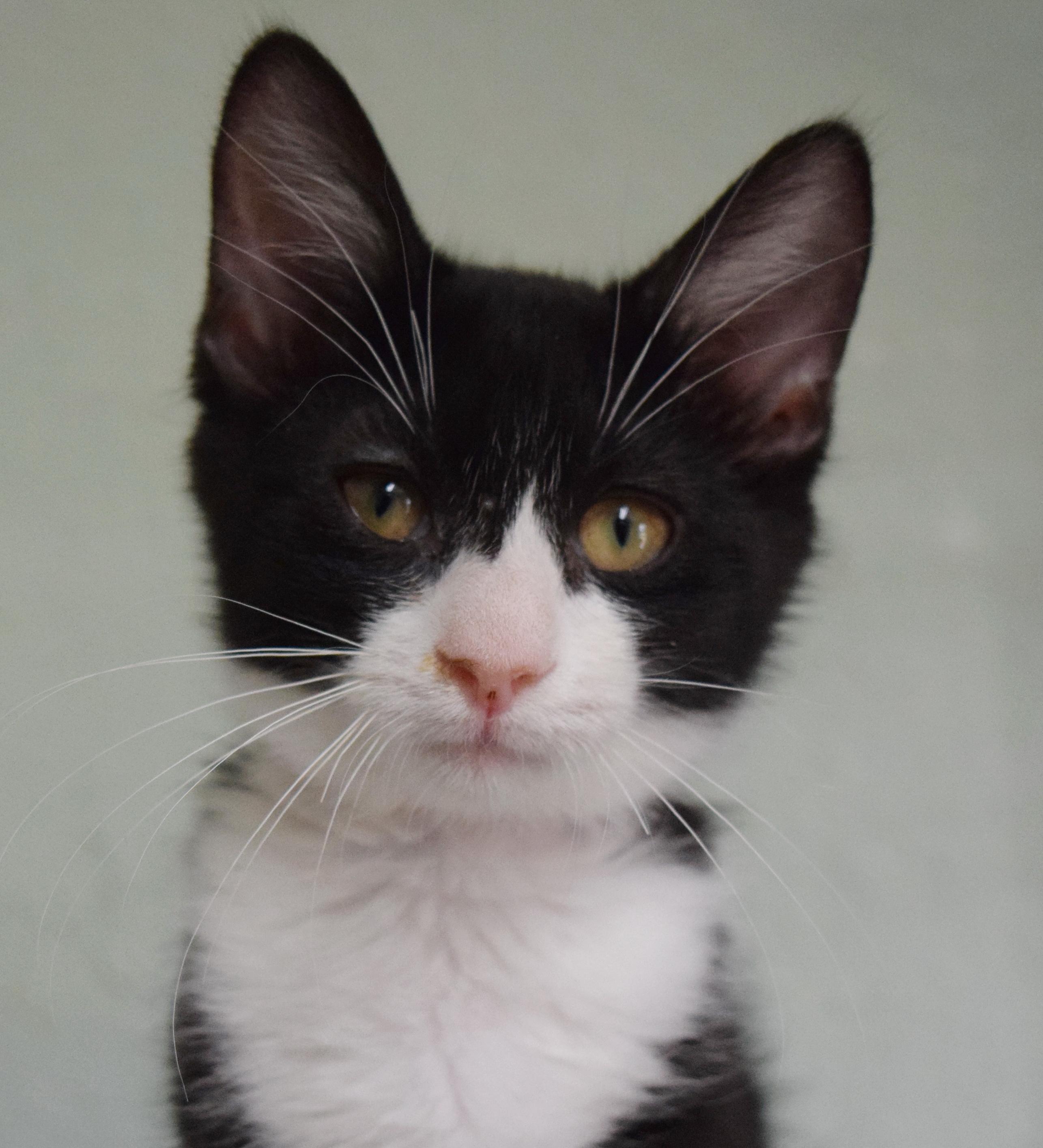 Bon Bon, ADOPTABLE, Kitten Female Domestic Short Hair.