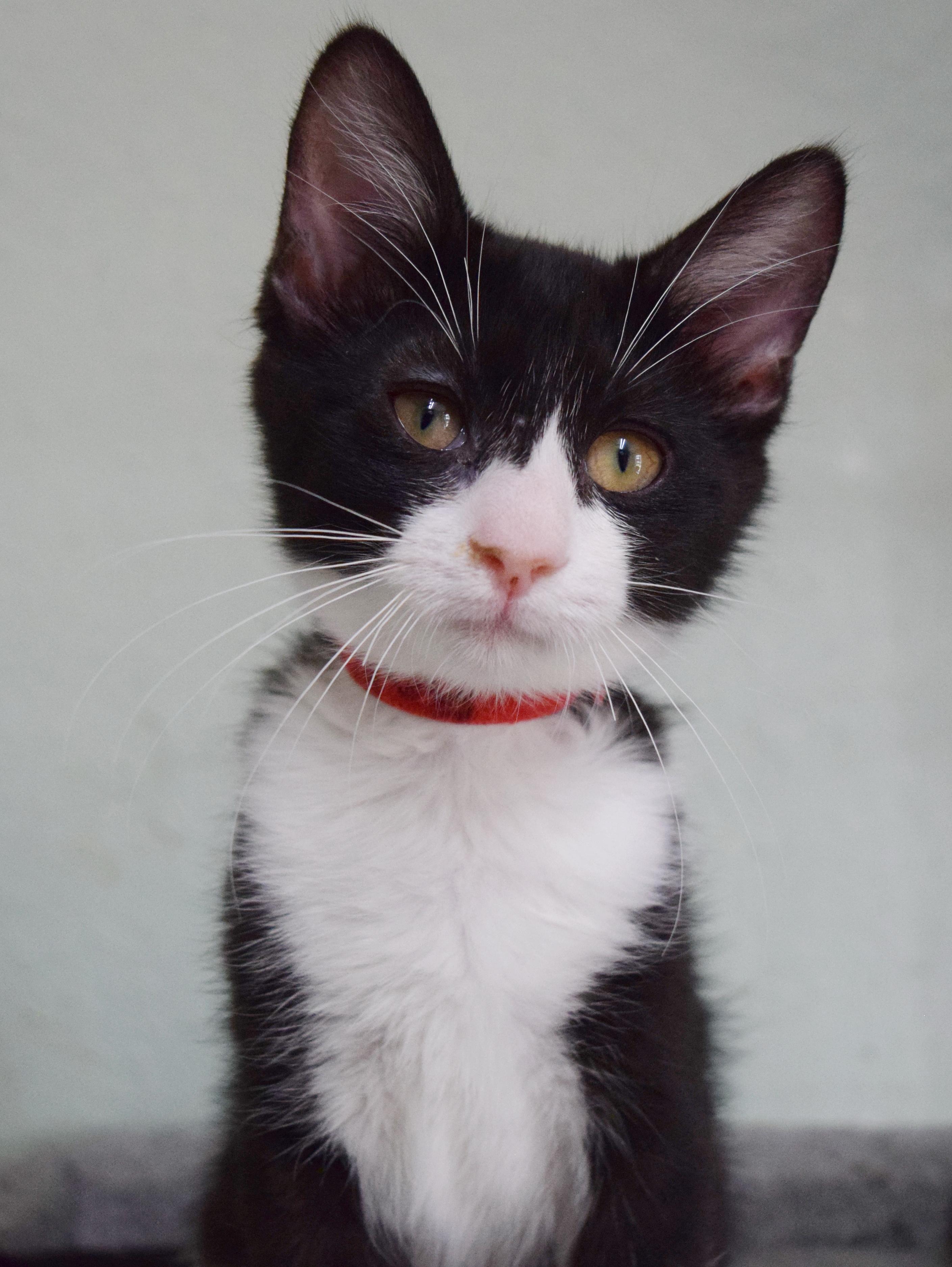 Enlarge Bon Bon, a ADOPTABLE mixed breed in Bulverde, TX image 5/6