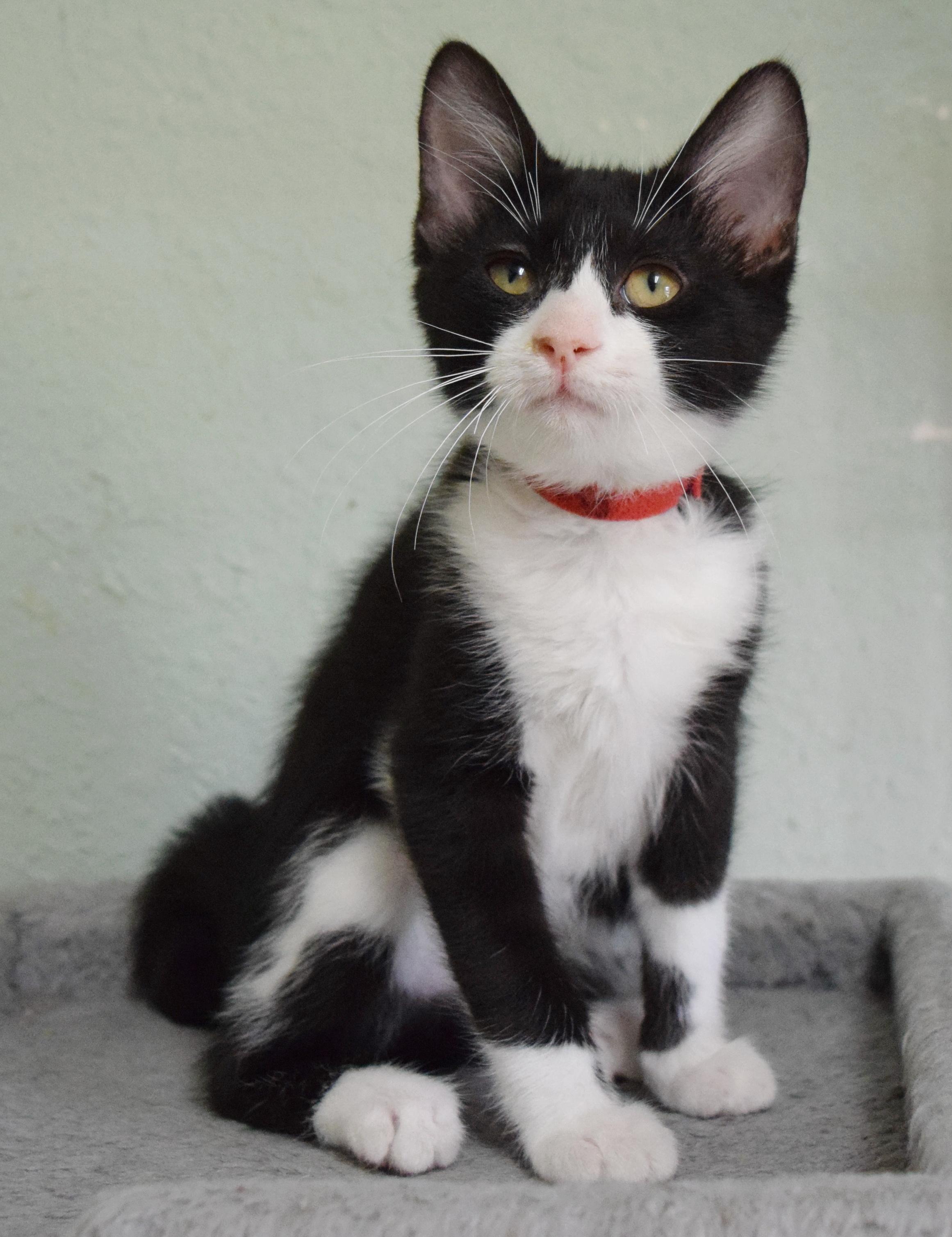 Enlarge Bon Bon, a ADOPTABLE mixed breed in Bulverde, TX image 2/6