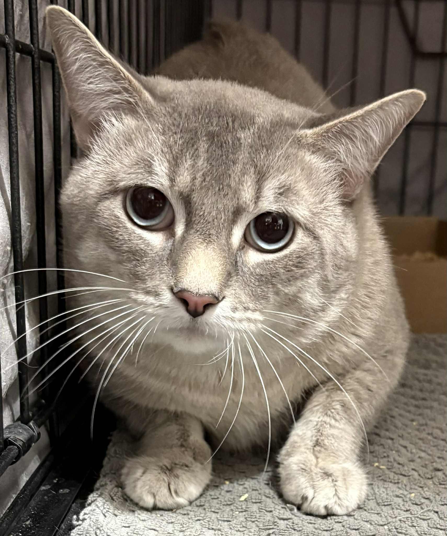 7 UP , ADOPTABLE, Adult Male Domestic Short Hair.