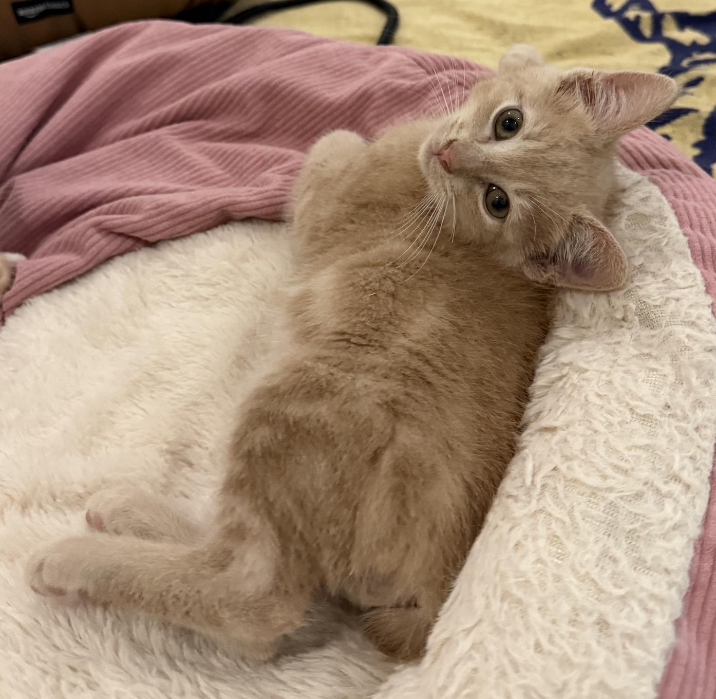 Jordan (& Jeremy), Adopted, Kitten Male Domestic Short Hair.