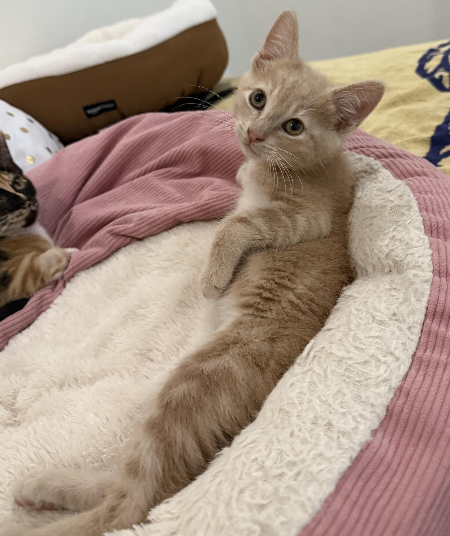 Enlarge Jordan (& Jeremy), a Adopted Domestic Short Hair in Stow, MA image 4/5