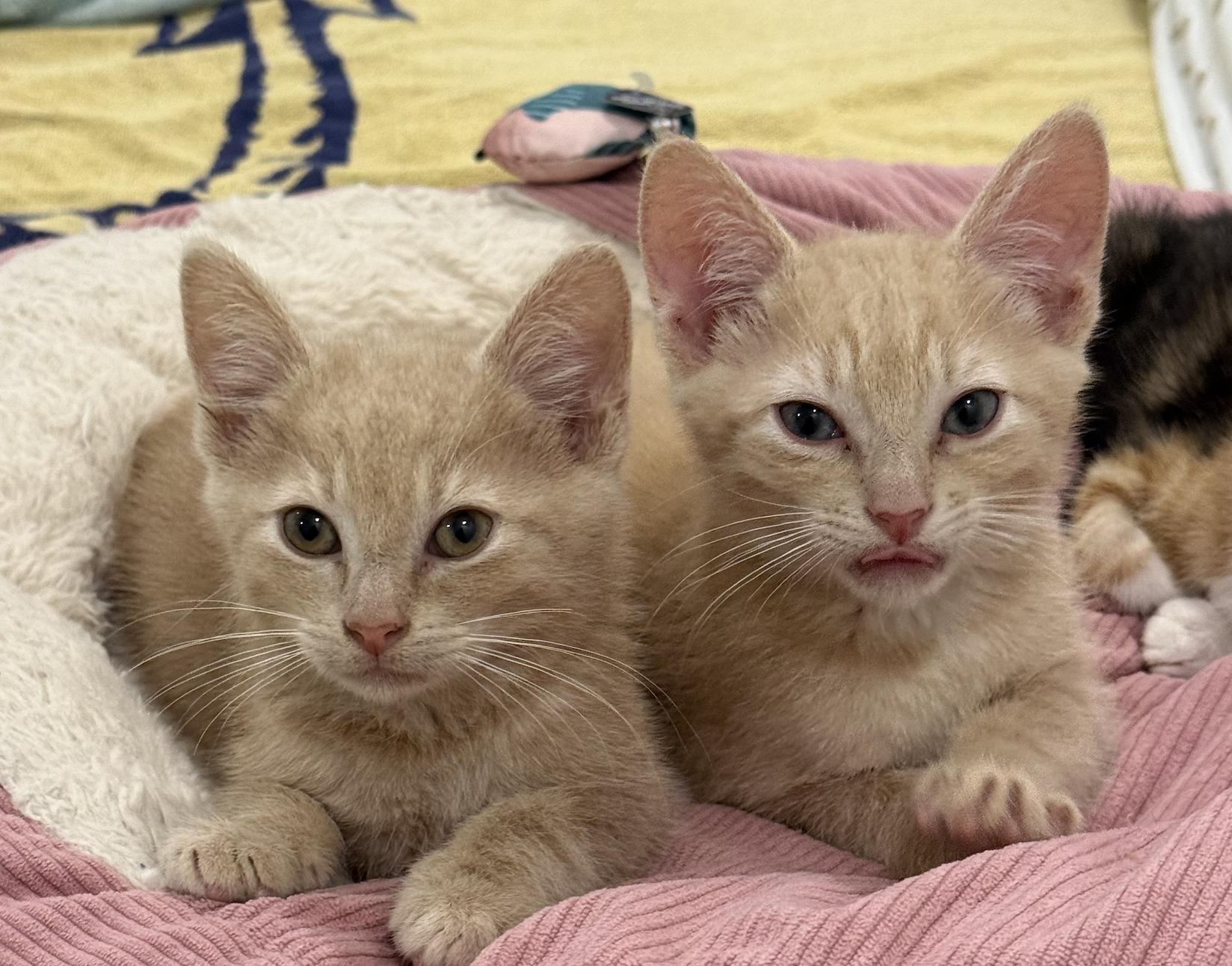 Enlarge Jordan (& Jeremy), a Adopted Domestic Short Hair in Stow, MA image 5/5
