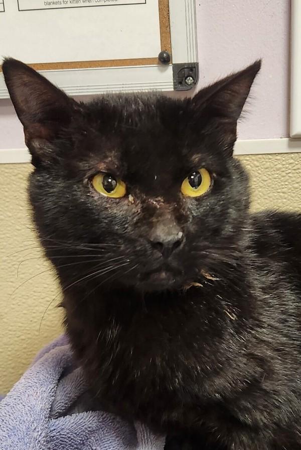 Whimsy, Adoptable, Adult Male Domestic Short Hair.