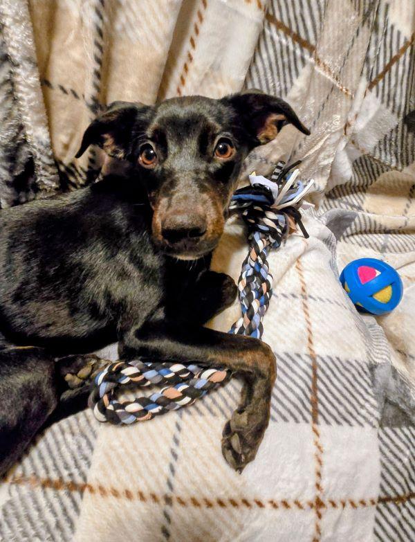 Enlarge Rizzo, a Adoptable Fox Terrier in Carlsbad, CA image 1/5