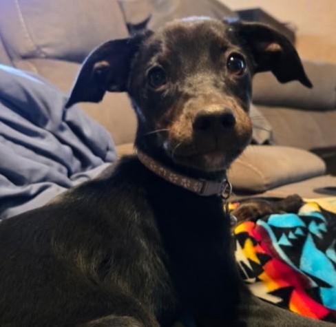 Enlarge Rizzo, a Adoptable Fox Terrier in Carlsbad, CA image 5/5