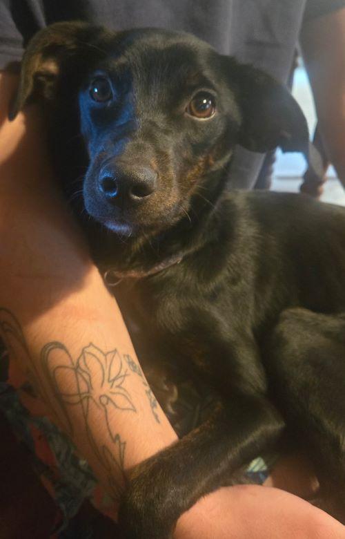 Enlarge Rizzo, a Adoptable Fox Terrier in Carlsbad, CA image 2/5