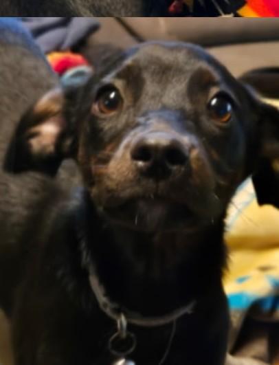 Rizzo, Adoptable, Puppy Female Fox Terrier.