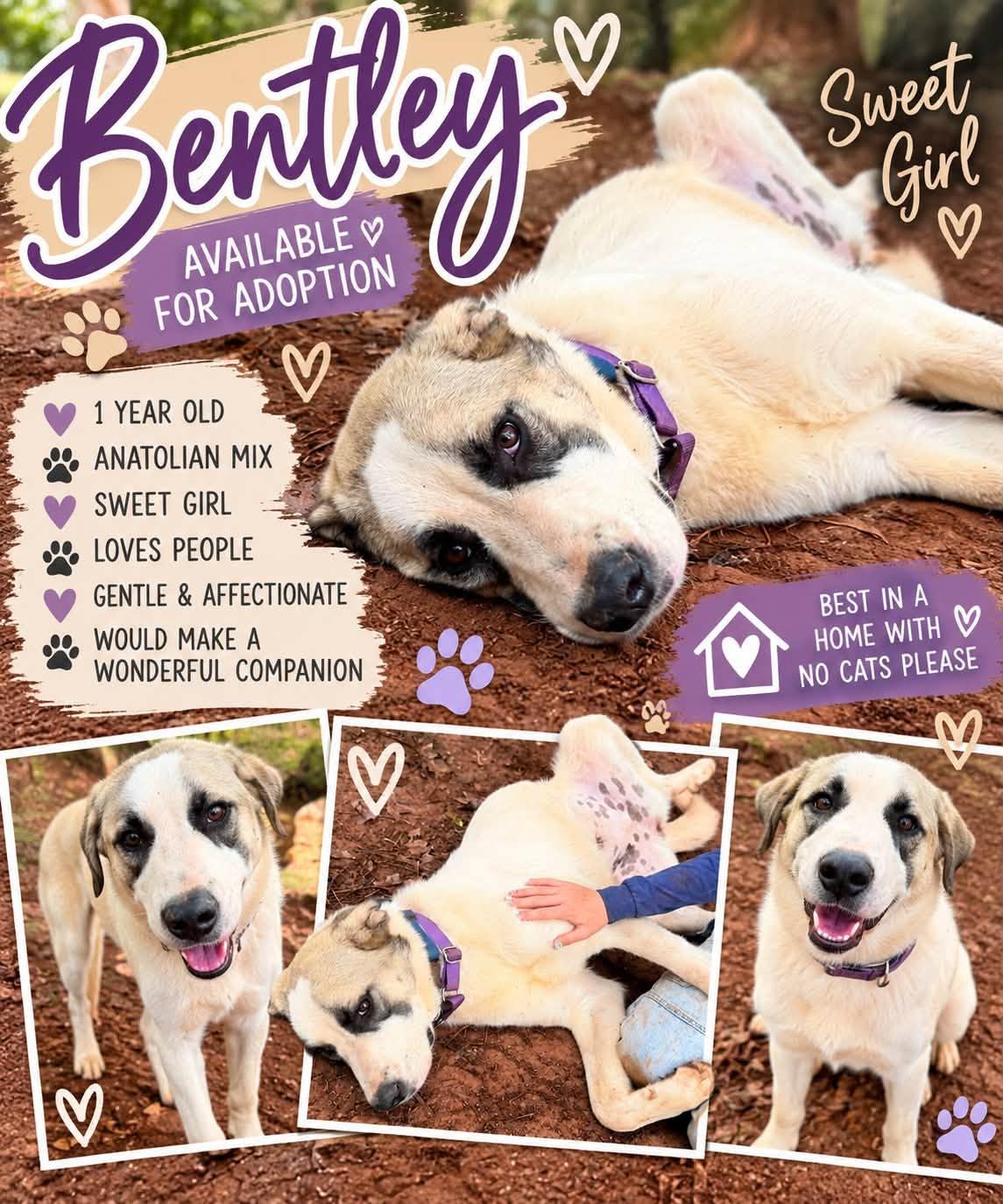 Bentley photo