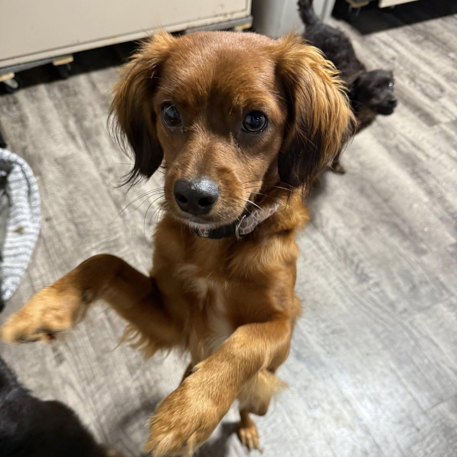 Jewels, Adoptable, Young Female Mixed Breed.