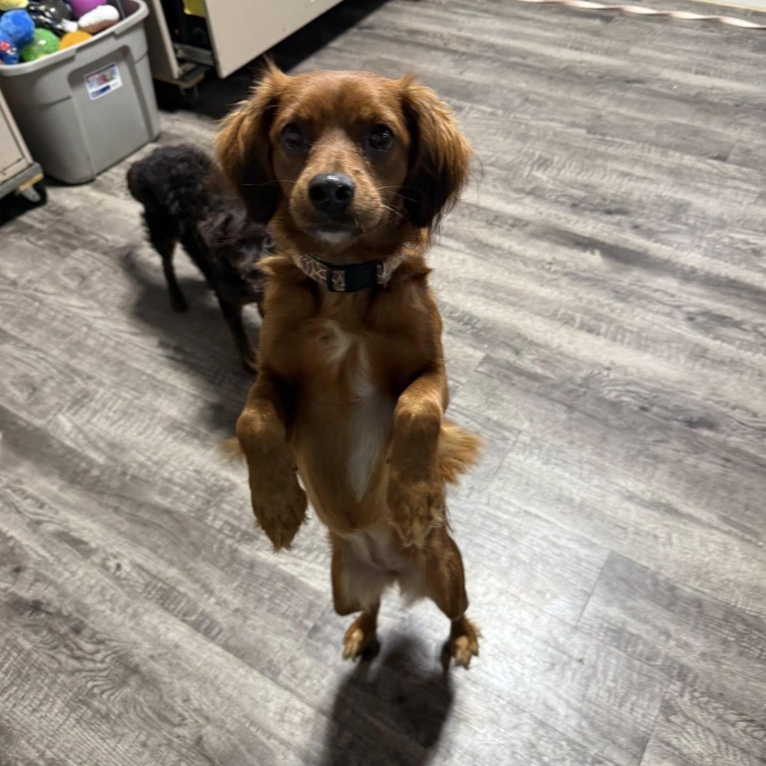 Jewels, a Adoptable mixed breed image 2/2