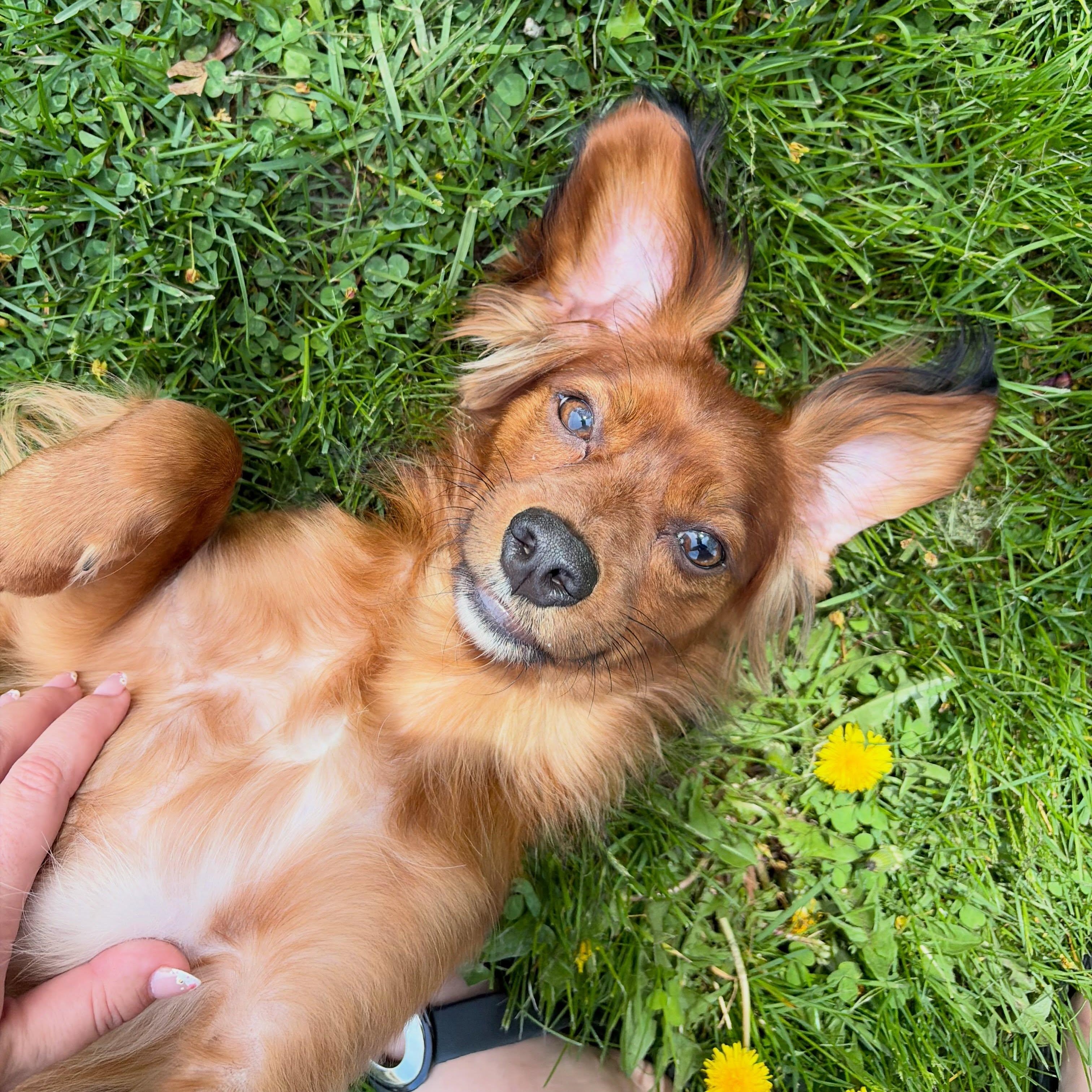 Jewels, Adoptable, Young Female Mixed Breed.
