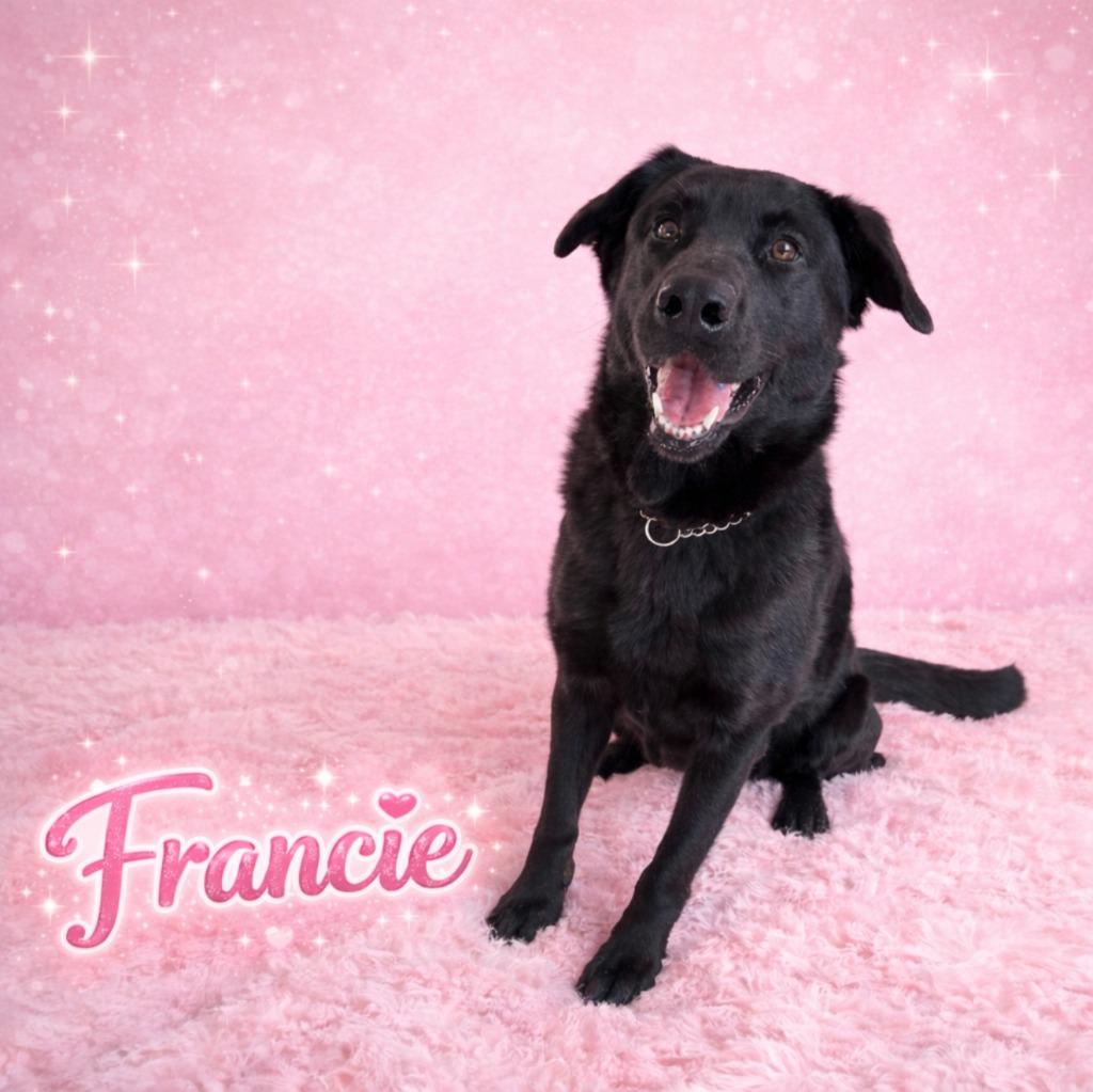 Enlarge Francie, a Adoptable mixed breed in Brookings, OR image 1/1