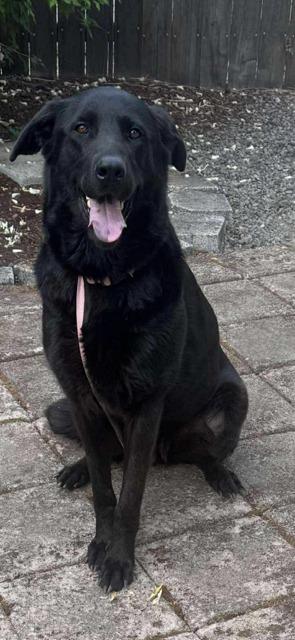 Francie, Adoptable, Adult Female Labrador Retriever.