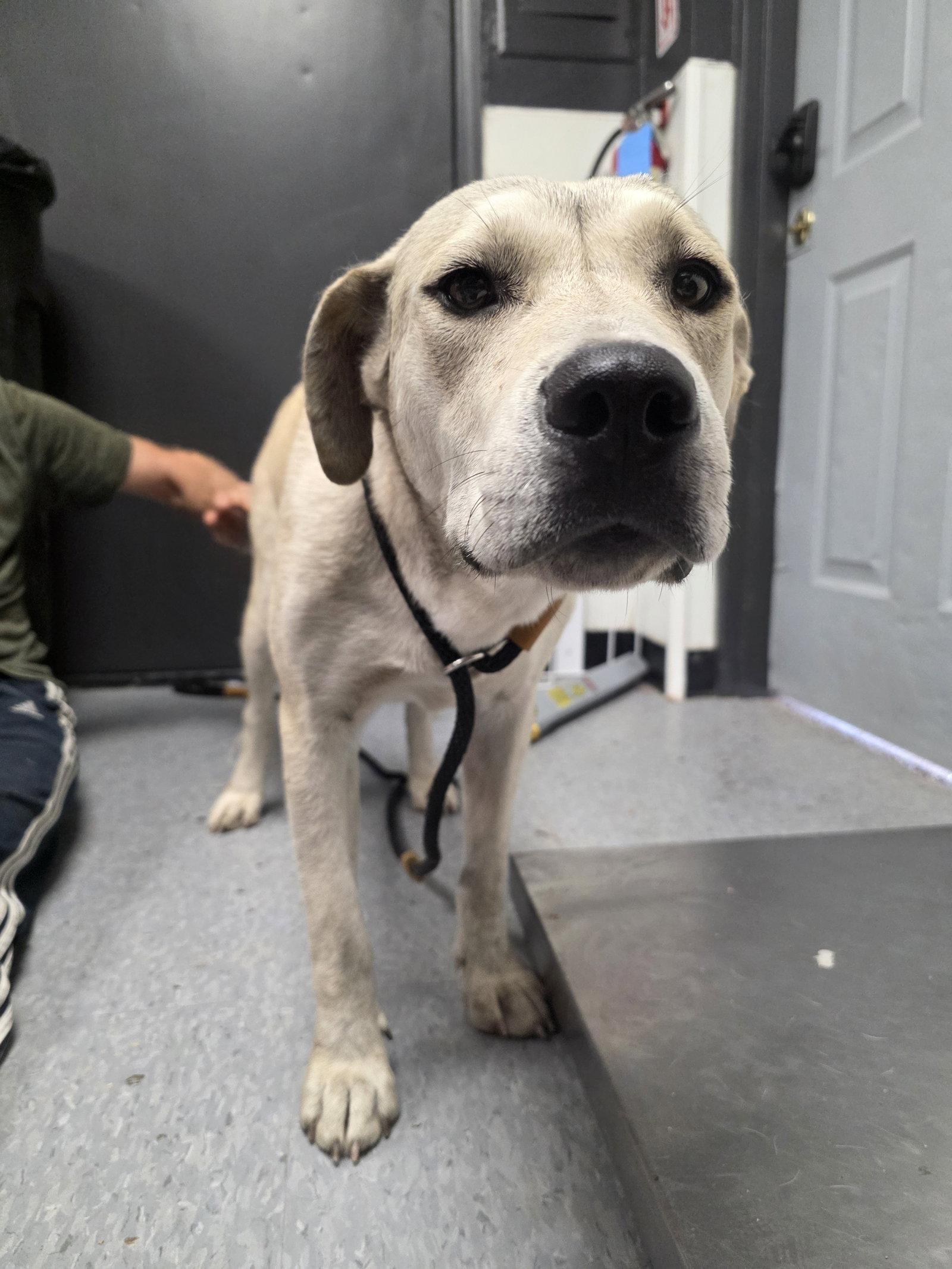 Princess Wagmuffin, Adoptable, Adult Female Retriever.