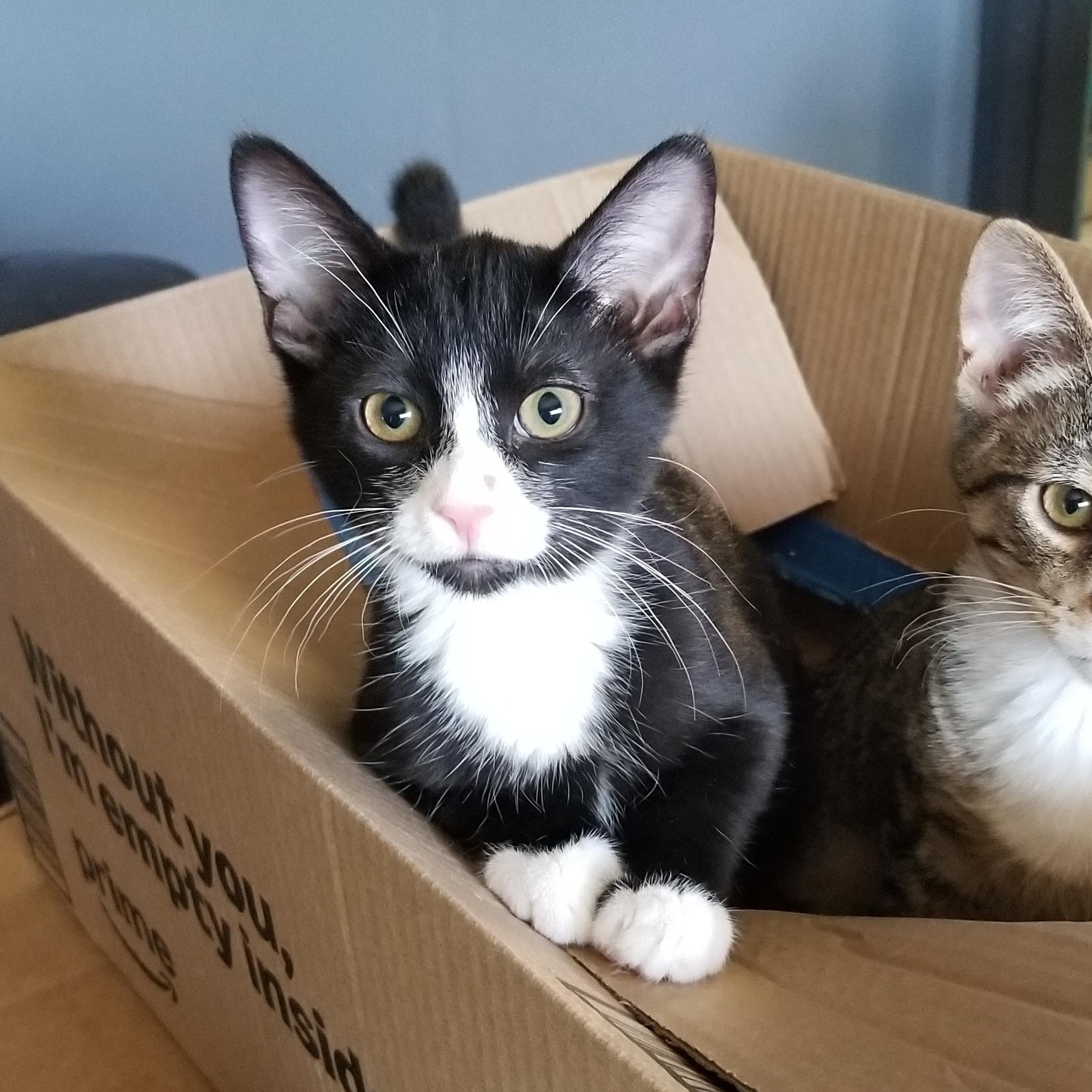 Cammie, ADOPTABLE, Young Female Tuxedo.