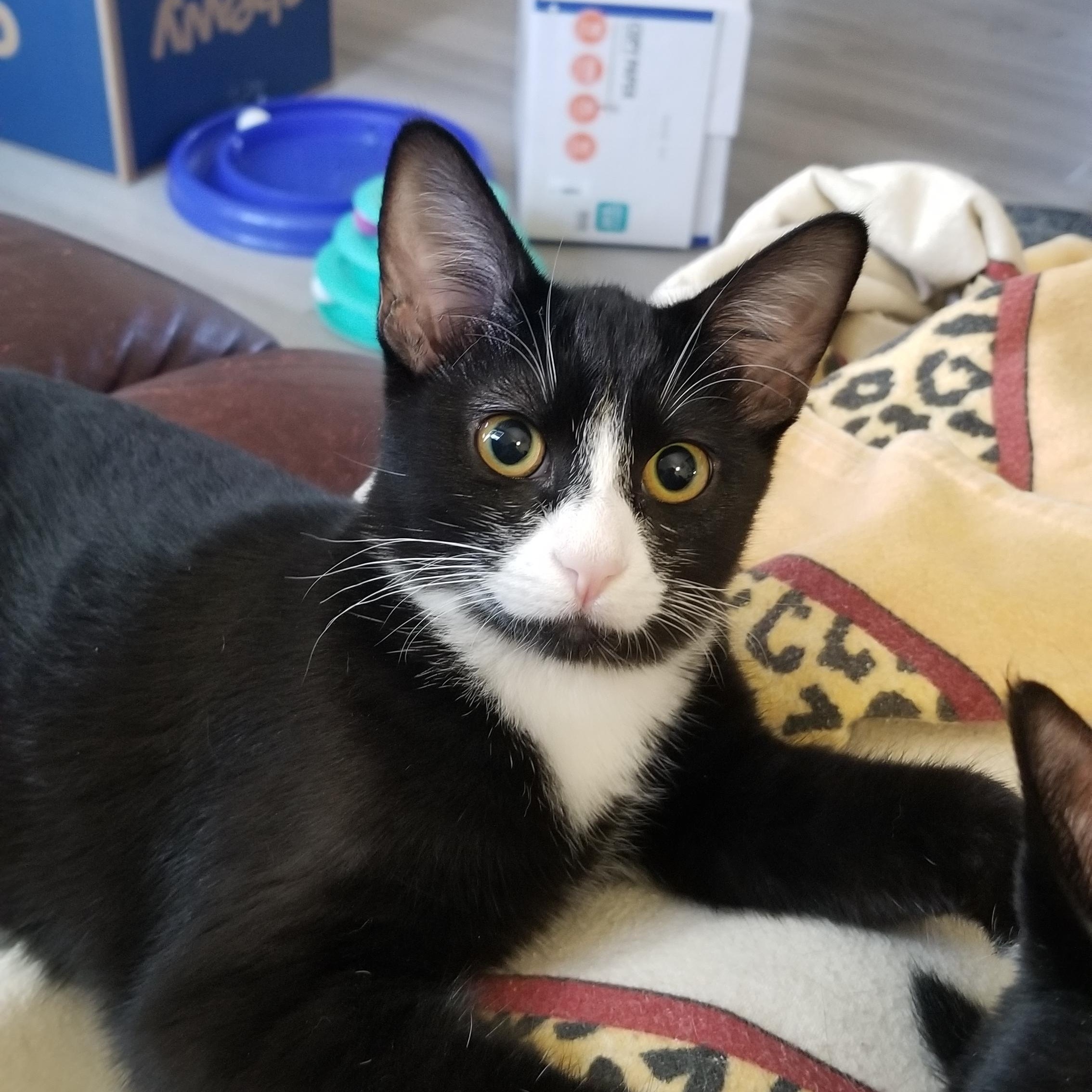 Cammie, Adoptable, Young Female Tuxedo.