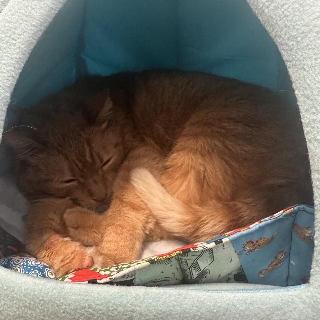 Enlarge Vallee- Washington Petsmart, a Adoptable Domestic Short Hair in Union, MO image 1/1