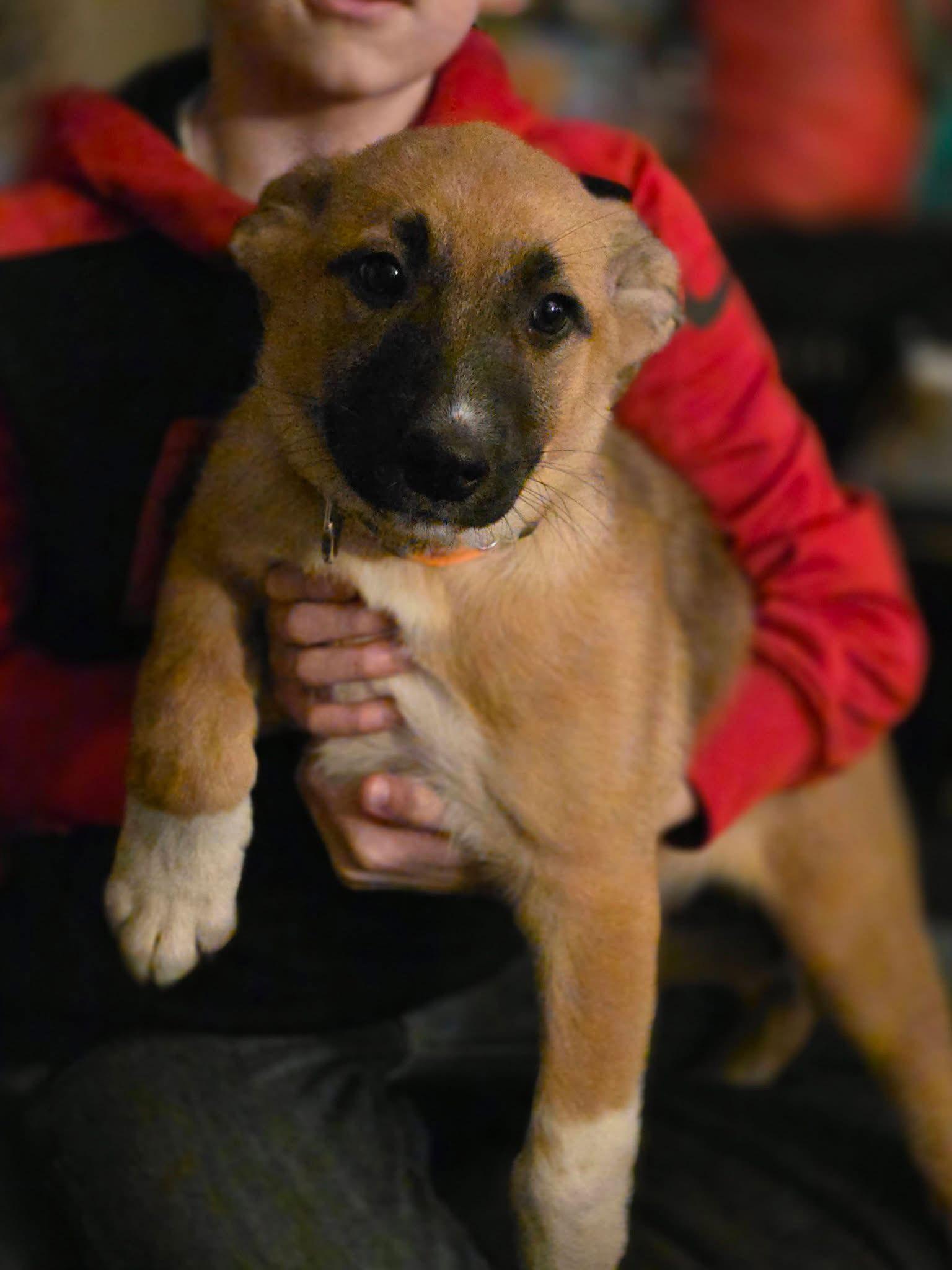 Enlarge Daffodil, a Adoptable mixed breed in New London, WI image 1/3