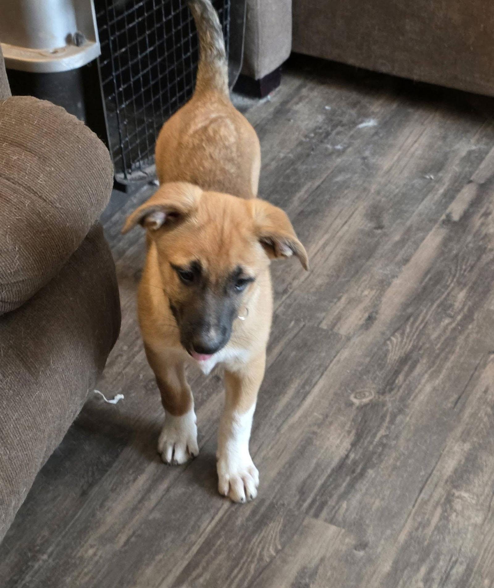 Enlarge Daffodil, a Adoptable mixed breed in New London, WI image 2/3