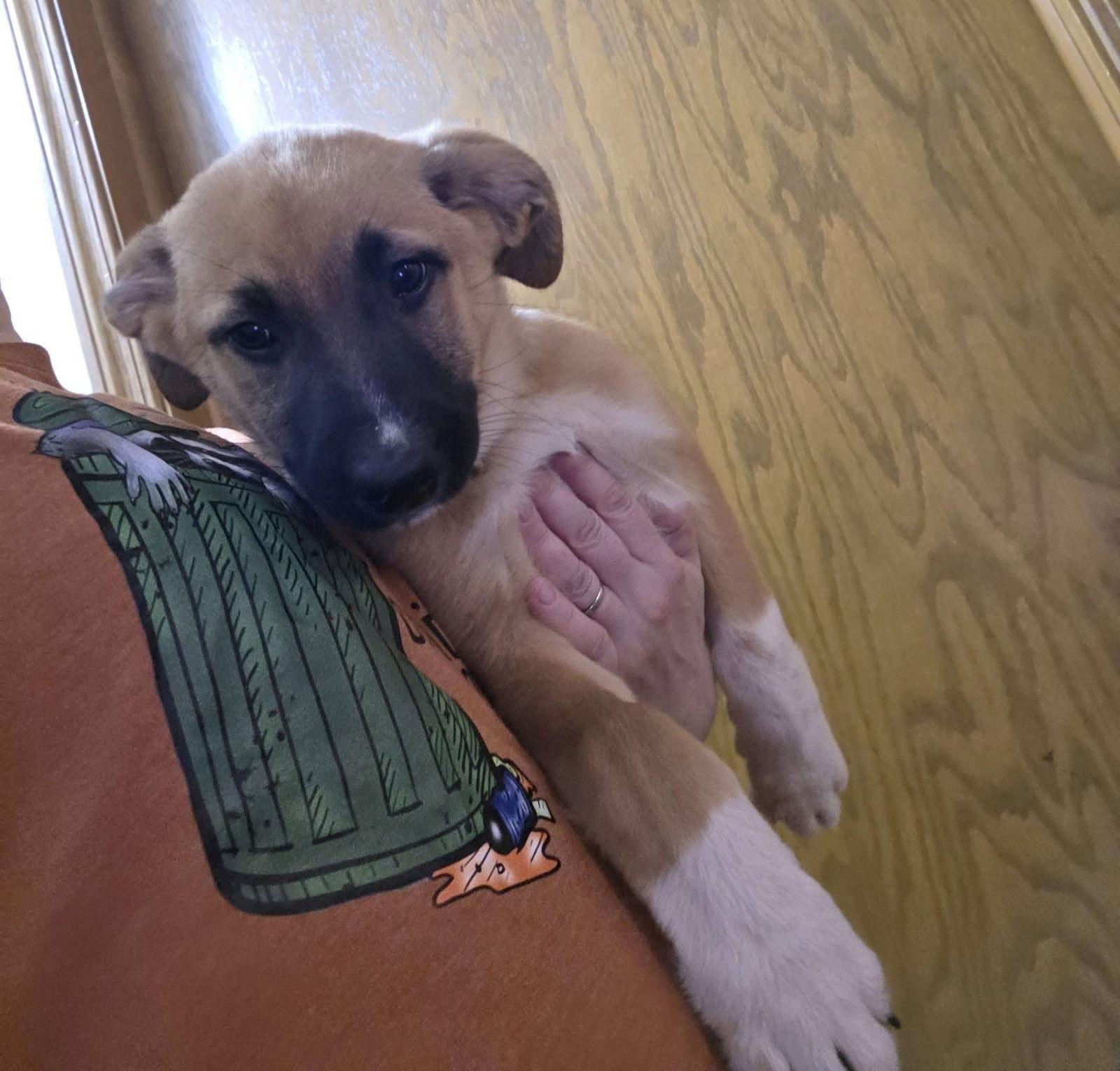 Enlarge Daffodil, a Adoptable mixed breed in New London, WI image 3/3