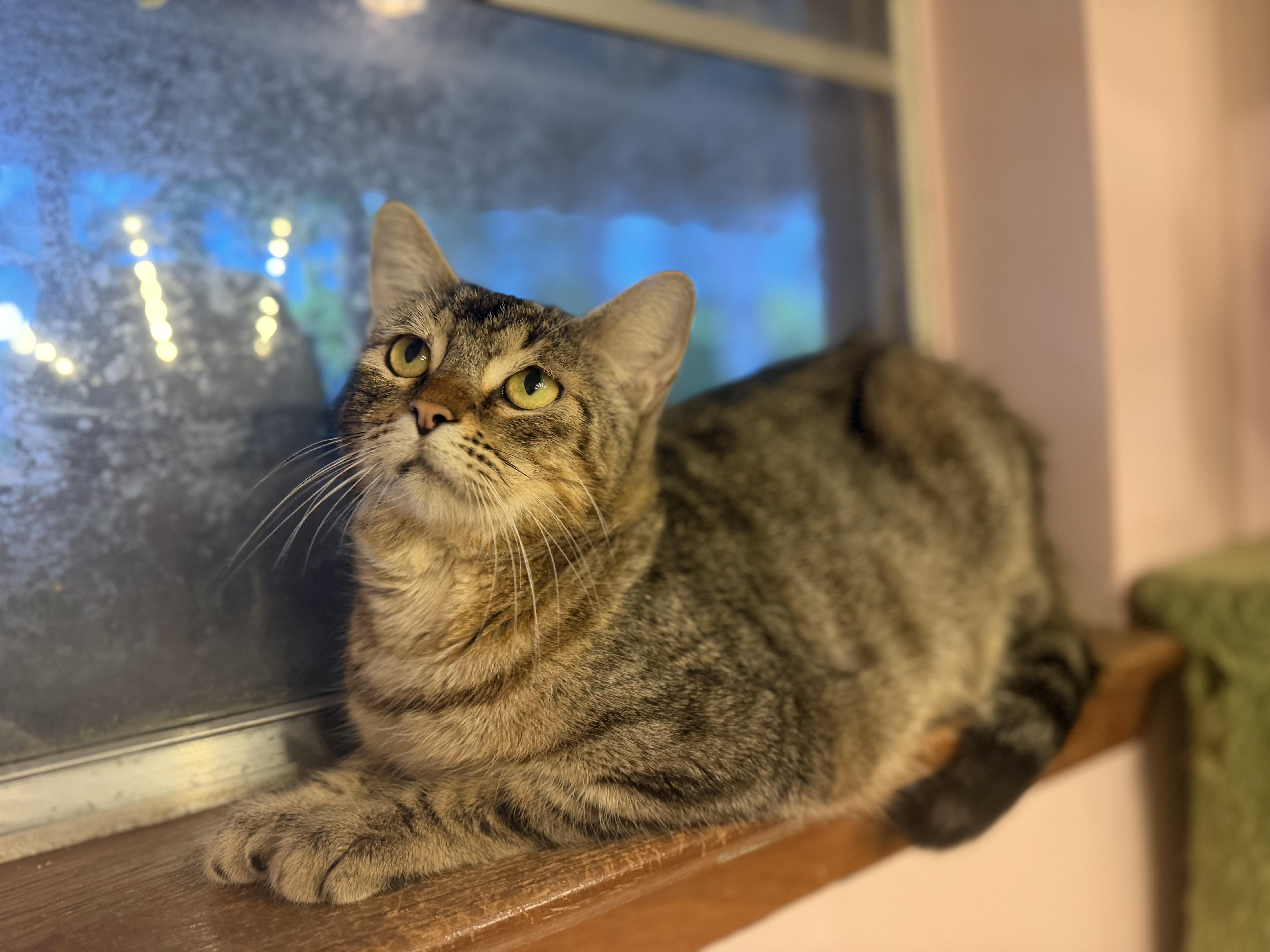 Enlarge Lil Sister, a ADOPTABLE Domestic Short Hair in Chickasaw, AL image 2/3