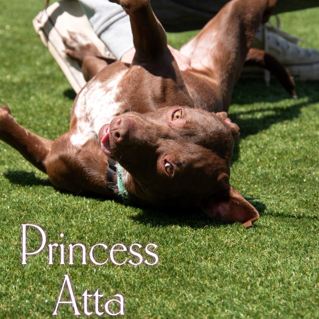 Princess Atta, a Adoptable Mixed Breed in Parkersburg, WV image 1/4