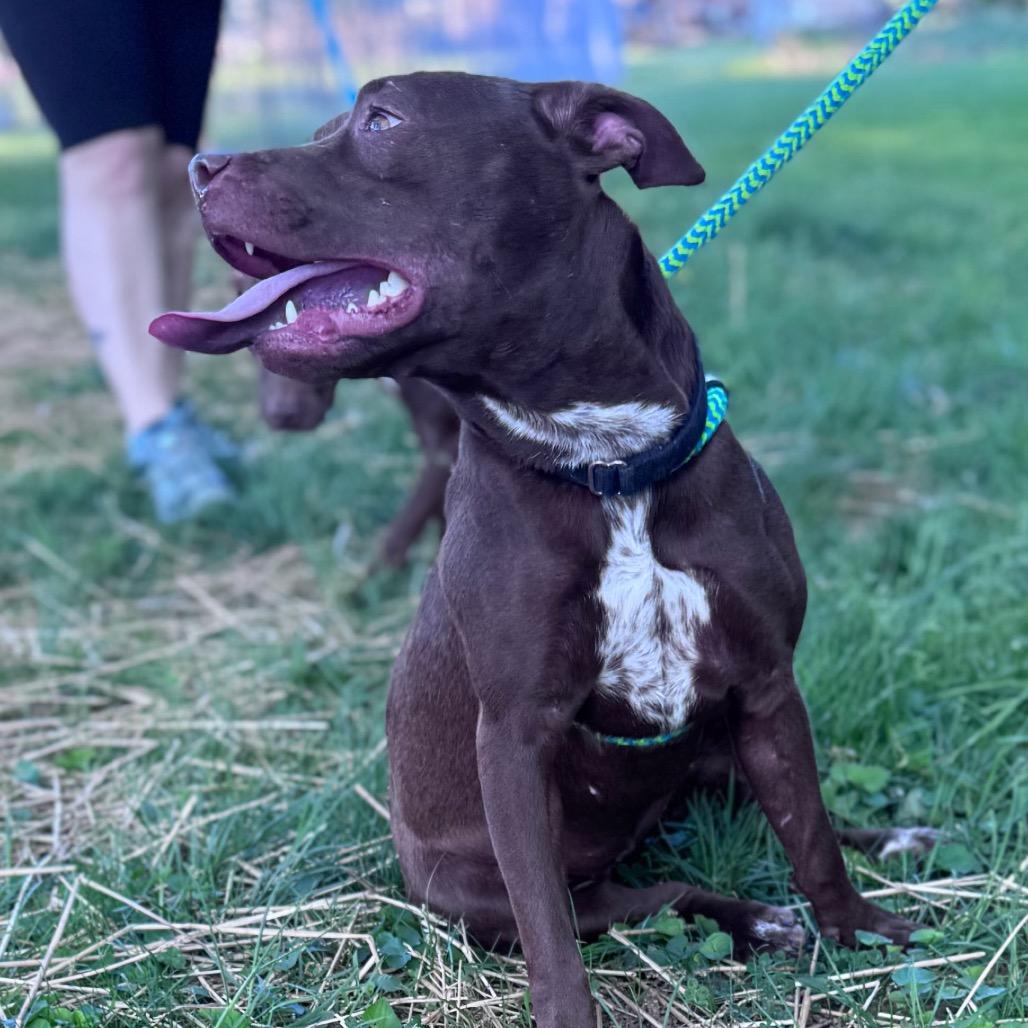 Princess Atta, a Adoptable Mixed Breed in Parkersburg, WV image 2/4
